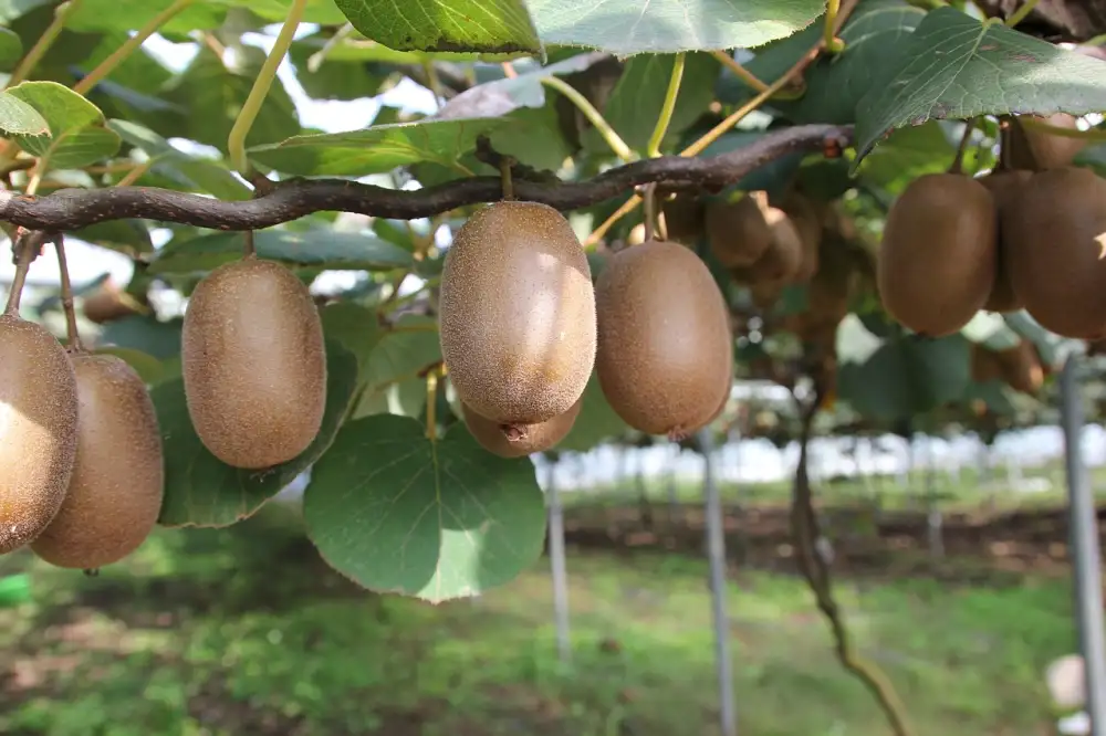 Letenky Kiwi
