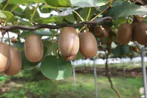 Letenky Kiwi